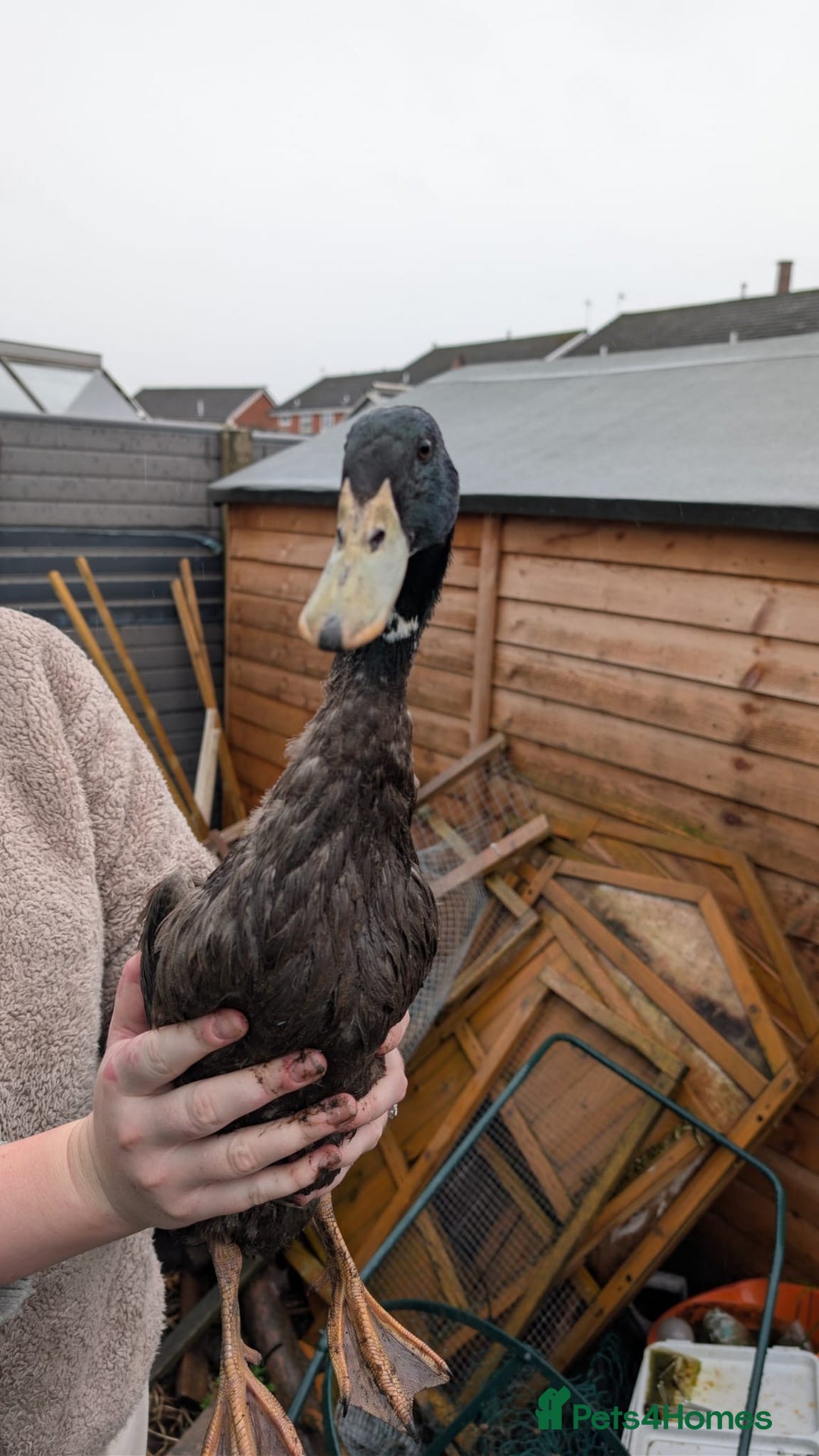 Ducks poultry for sale: 3 Indian runner ducks - Advert 4