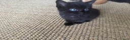 Mixed Breed cats for sale: Gorgeous little kittens - Advert 12