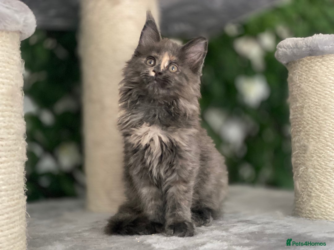 Maine Coon cats for sale: Tica DNA negative Maine Coon kittens  in Fordingbridge - Image 24