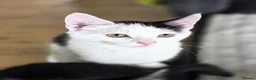 Mixed Breed cats for sale: These are exceptional kittens. - Advert 13