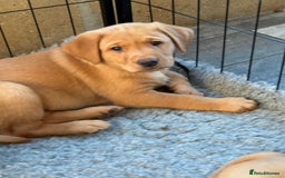 Labrador Retriever dogs for sale: Fox Red Labrador puppies Fully KC registered  - Image 9