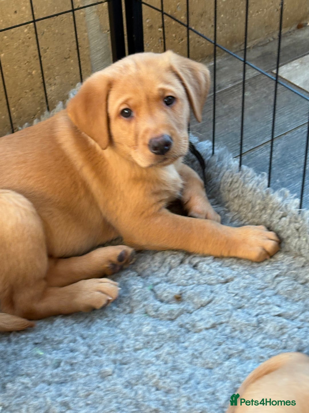 Labrador Retriever dogs for sale: Fox Red Labrador puppies Fully KC registered  - Image 9