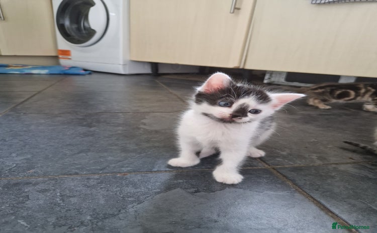 Mixed Breed cats - Advert 3