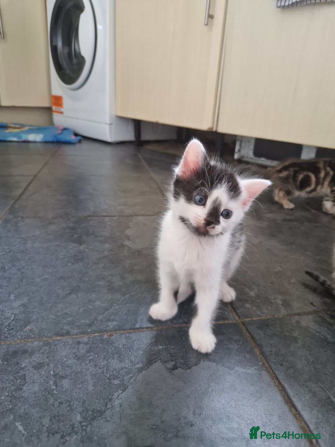 Mixed Breed cats for sale: Female kitten  - Image 1