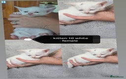 Mixed Breed cats for sale: White / Odd eye / black  Russian mix kittens /  - Image 18
