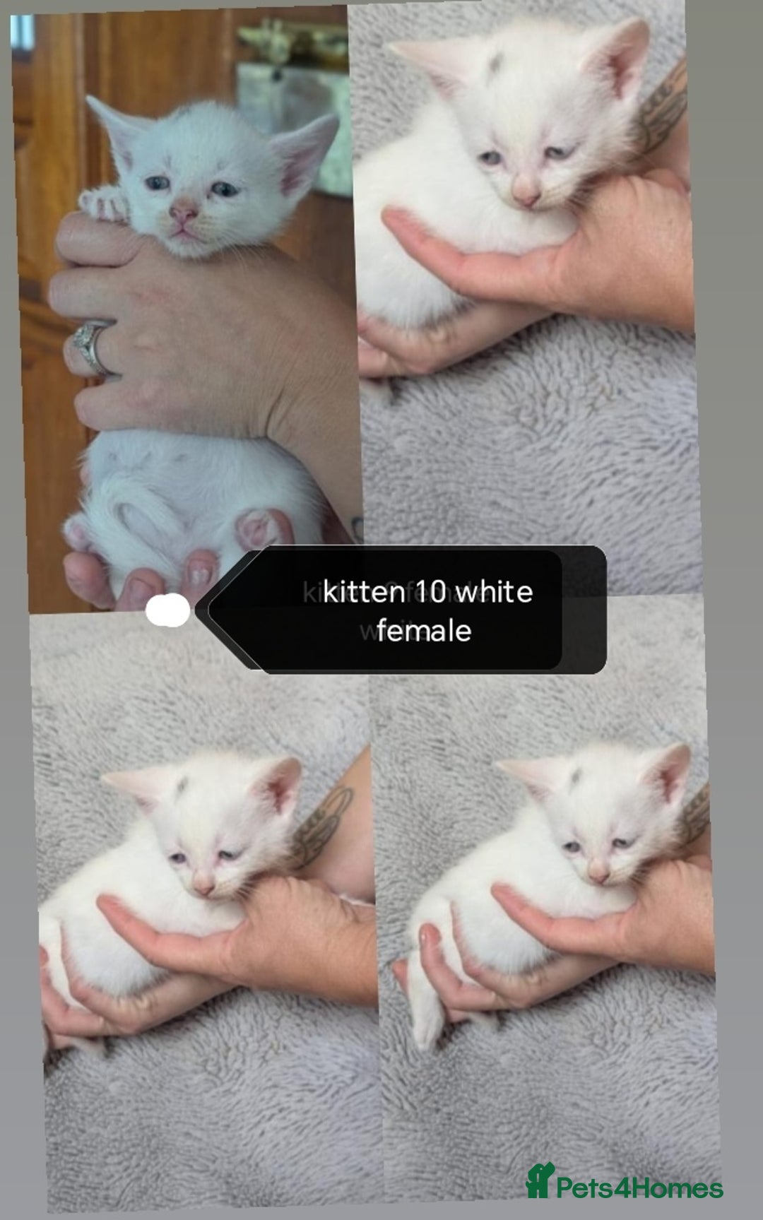 Mixed Breed cats for sale: White / Odd eye / black  Russian mix kittens /  - Image 18