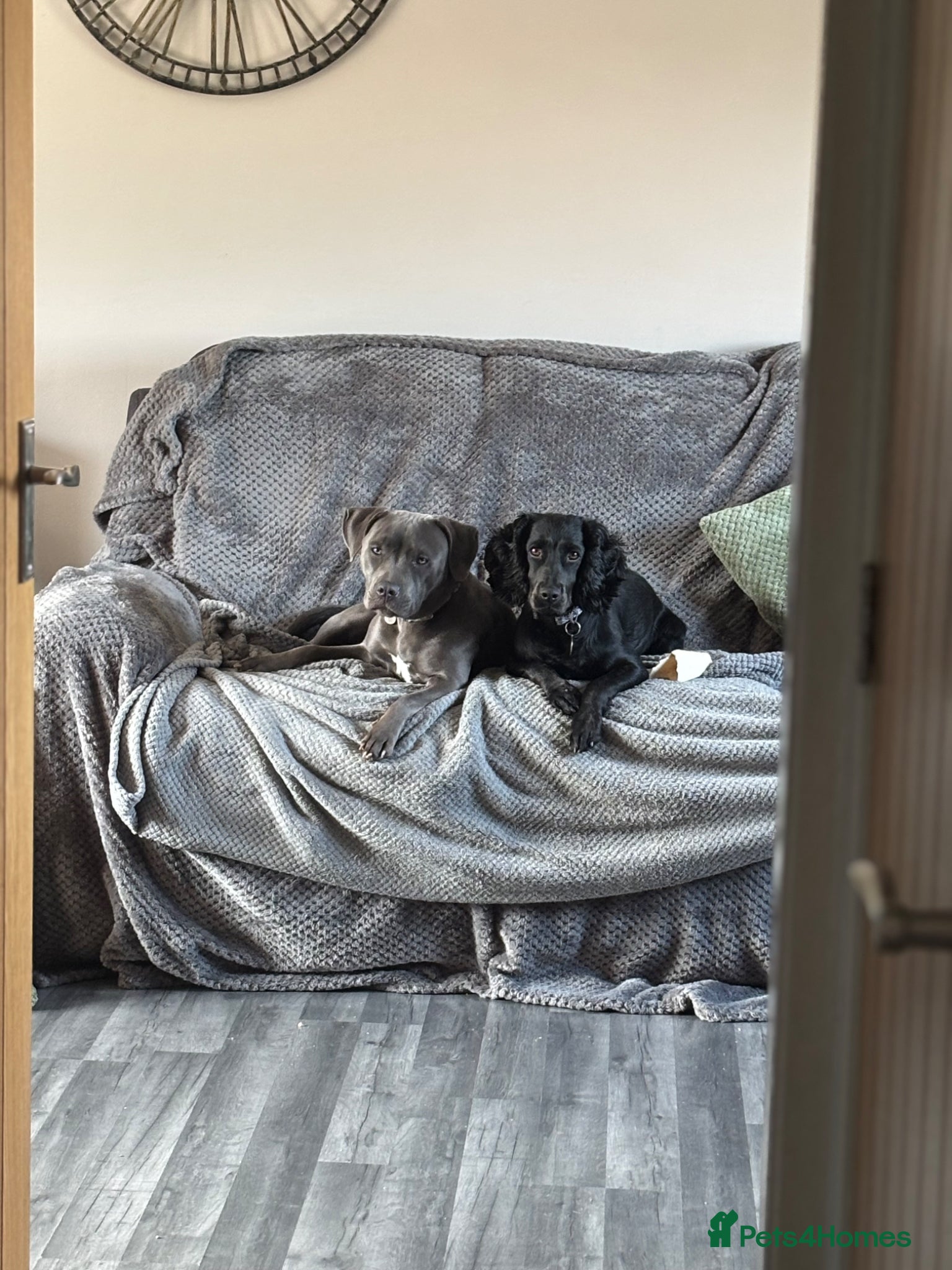 Cocker Spaniel dogs Cocker spaniel puppies for sale  - Advert 6