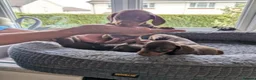 Dachshund dogs for sale: 🐶🐶 Beautiful Minature Dachshund Babies ! 🐶🐶 - Advert 7