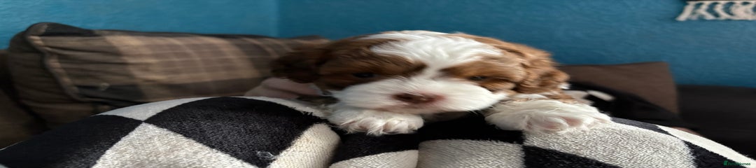 Shihpoo Puppy 1