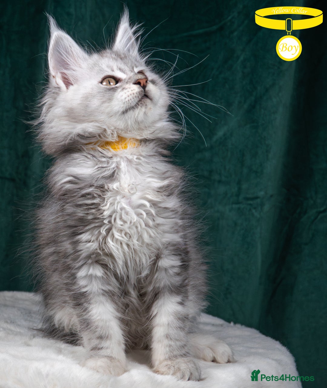 Maine Coon cats for sale: XL PEDIGREE TICA REGISTERED MAINE COON KITTENS - Advert 35