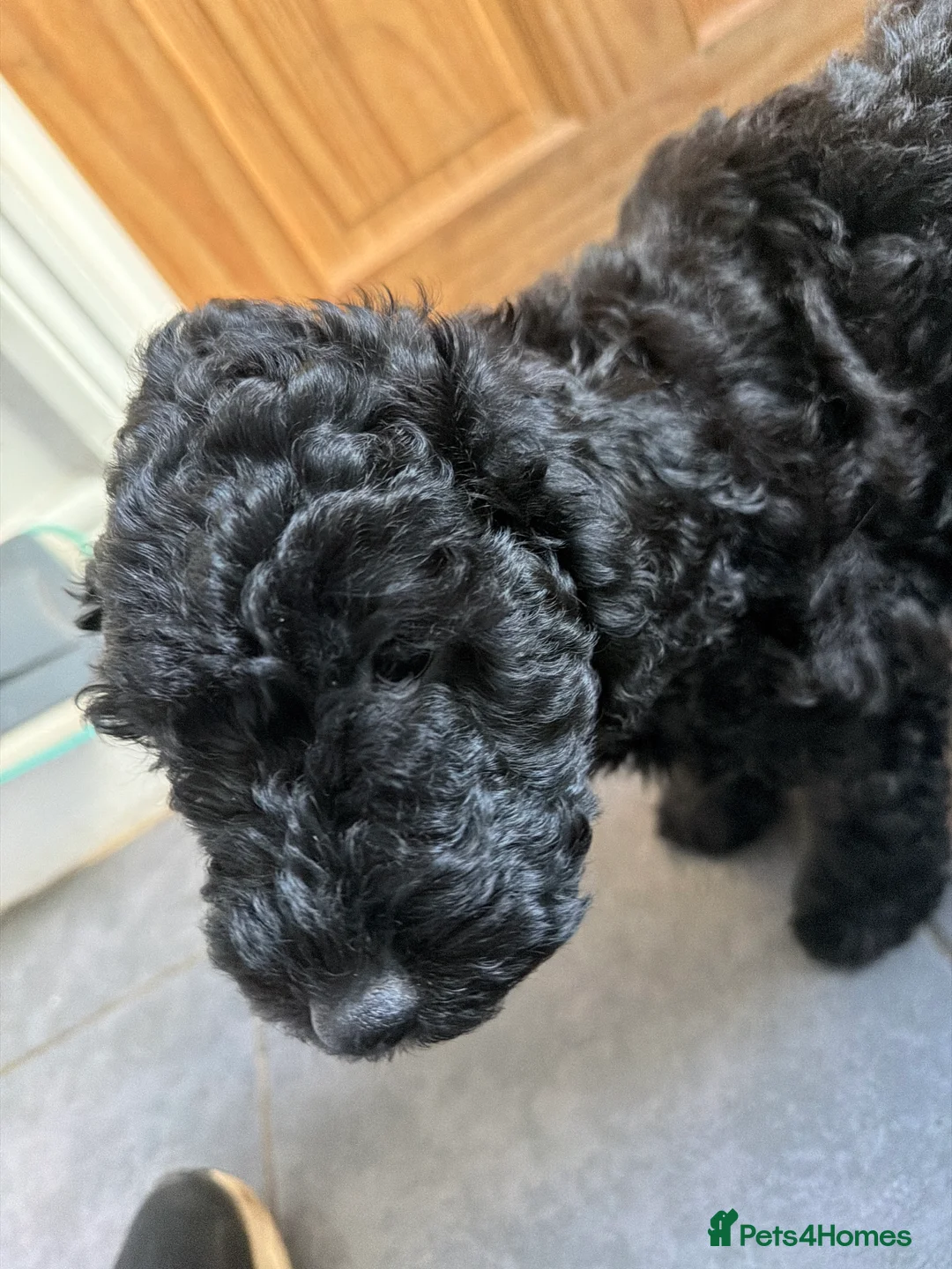 Miniature Poodle dogs for sale: mini labradoodles  - Advert 2
