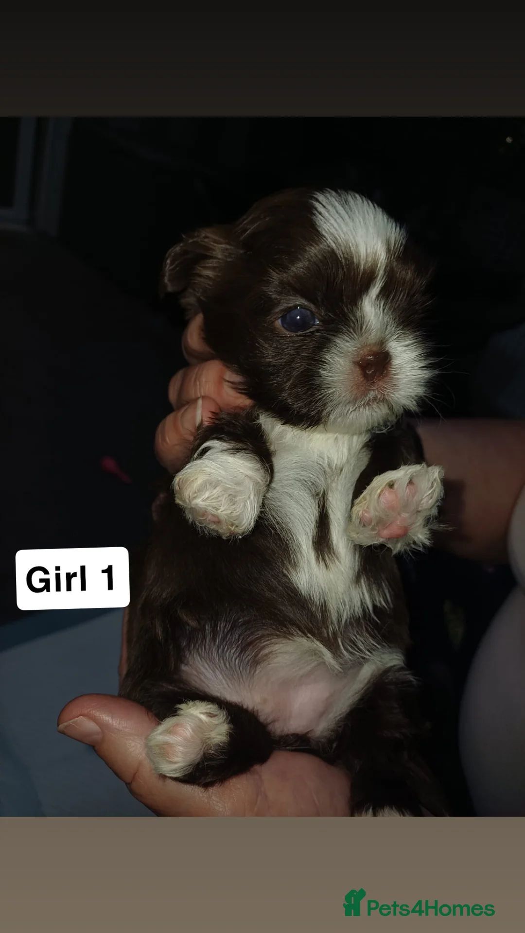 Shih Tzu dogs for sale: Full Breed Shihtzu For Sale  - Advert 8