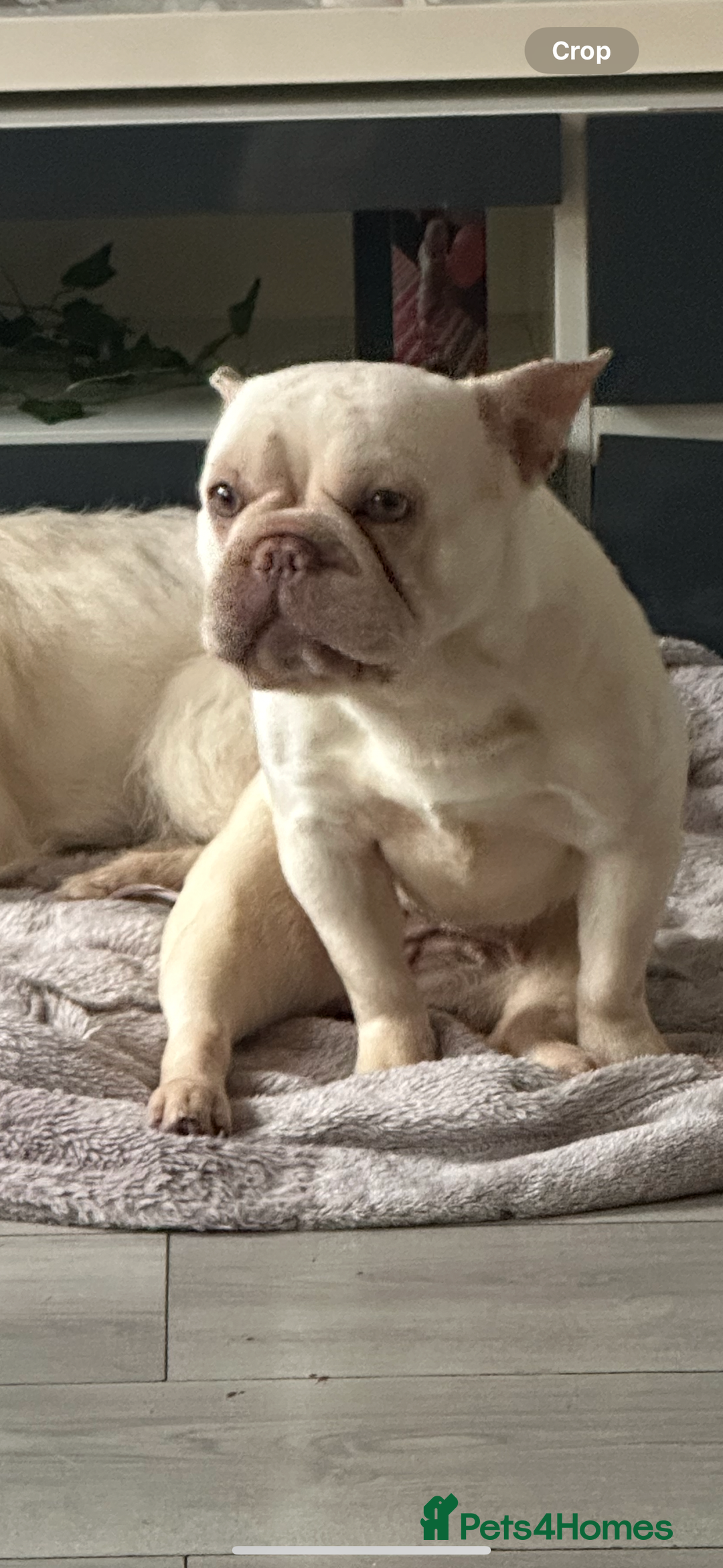 French Bulldog dogs for sale: Female French bulldog  - Advert 3