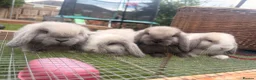 Mini Lop rabbits for sale: Amazing mini lop babies  - Advert 14