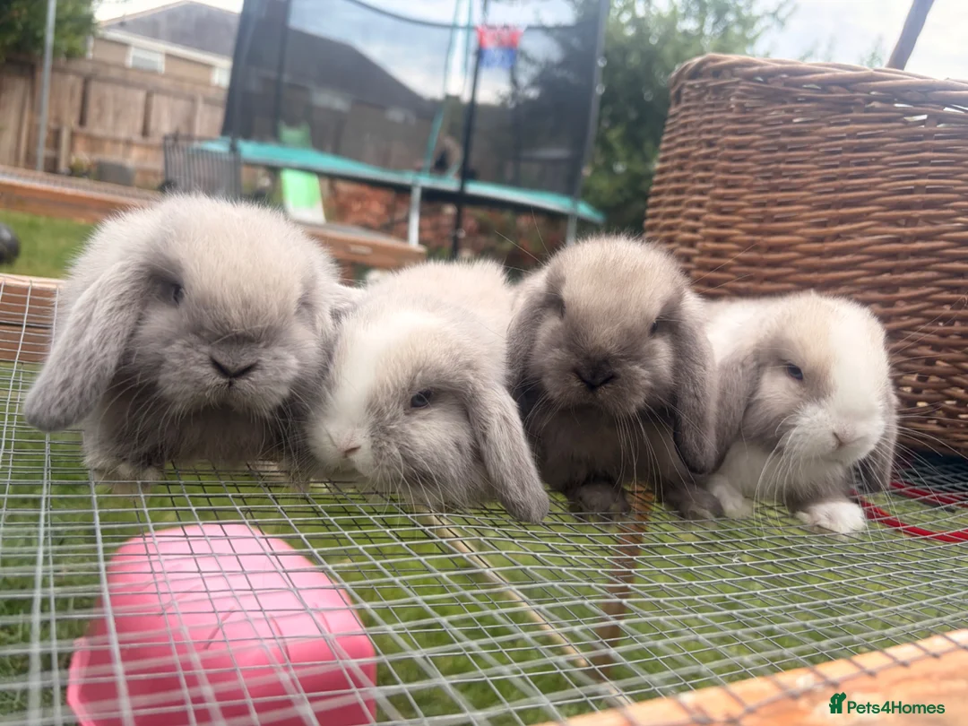 Mini Lop rabbits for sale: Amazing mini lop babies  - Advert 14