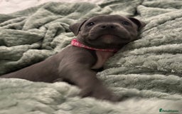 Staffordshire Bull Terrier dogs for sale: Stunning KC Blue Staffordshire Bull Terrier Pups - Image 24