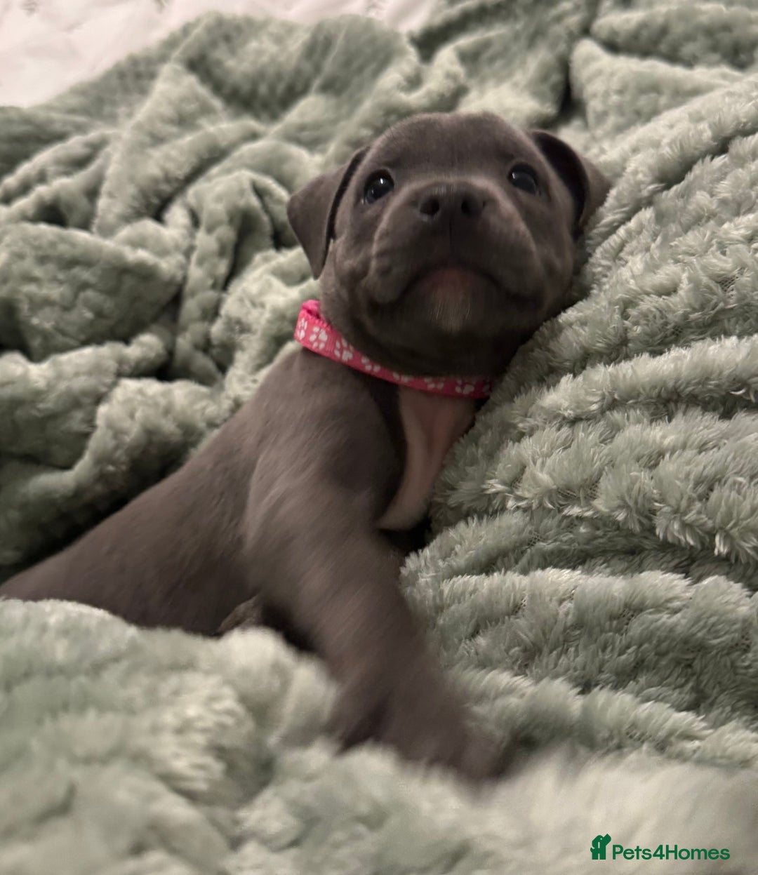 Staffordshire Bull Terrier dogs for sale: Stunning KC Blue Staffordshire Bull Terrier Pups - Image 24