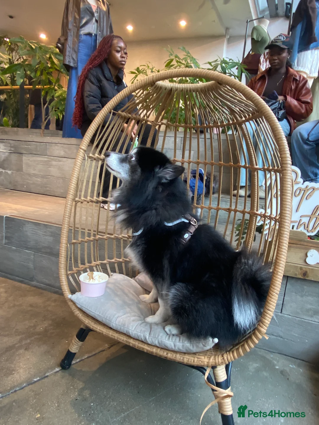 Pomsky dogs for stud: Pomsky for Stud - Advert 3