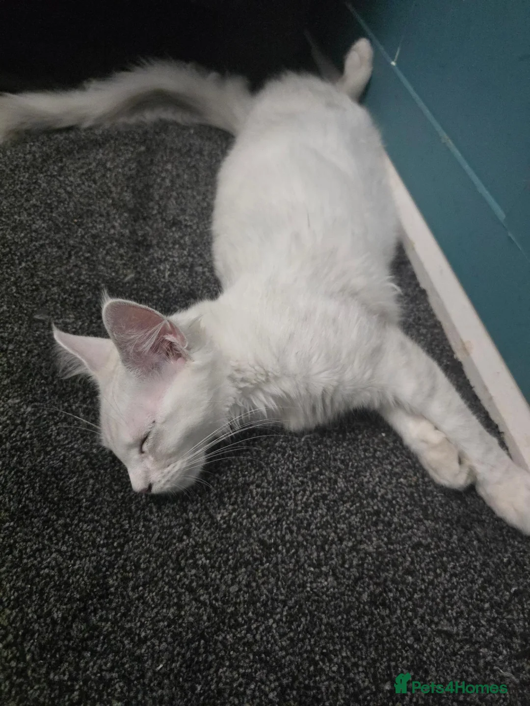 Maine Coon cats for sale: Blue Silver Chinchilla Male Maine Coon Kitten RARE - Advert 25