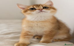 British Shorthair cats for sale: Ready now gorgeus Golden British SH male kitten - Image 8