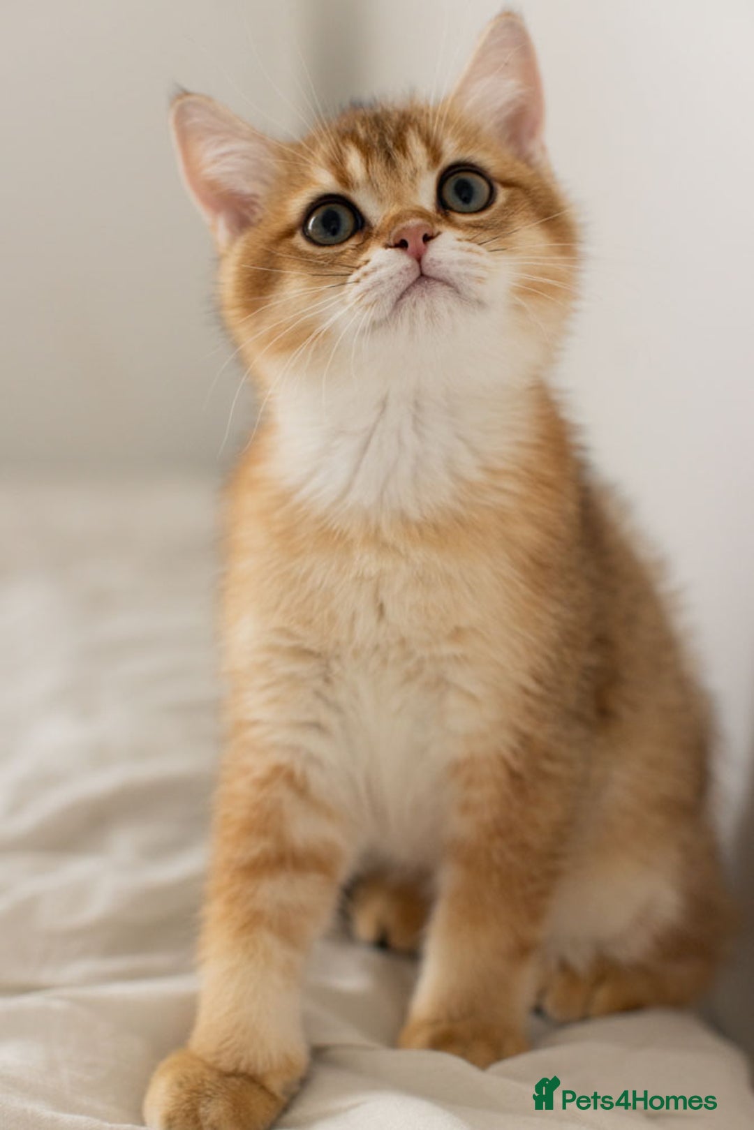 British Shorthair cats for sale: Ready now gorgeus Golden British SH male kitten - Image 8
