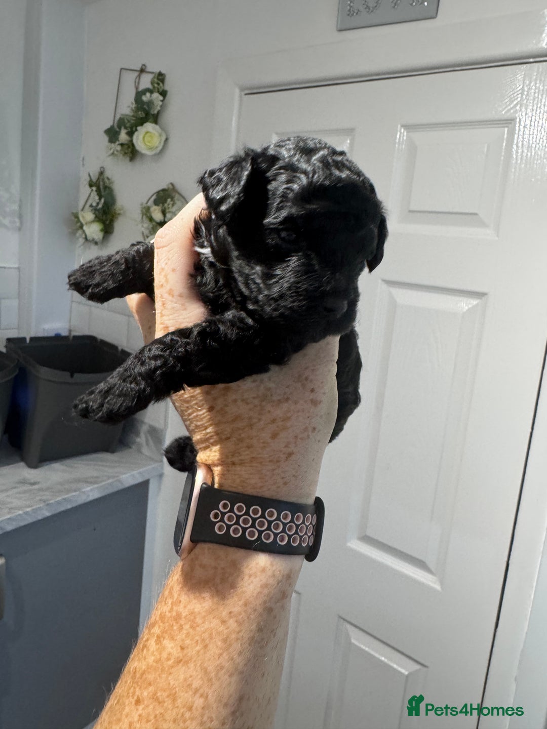 Yorkiepoo dogs for sale: 5 beautiful yorkiepoo baby’s  - Image 2