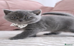 British Shorthair cats for sale: ❤️British Shorthair Kittens GCCF -Ready December  - Image 9