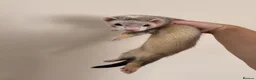 Ferret rodents for sale: Ferret + Cage + Food - Advert 5