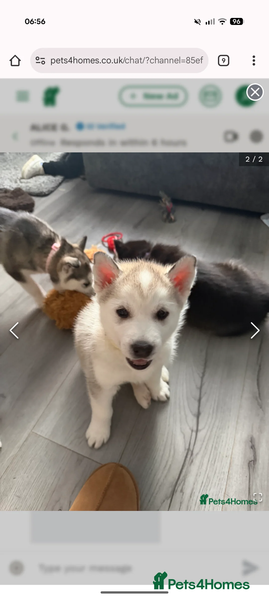 Siberian Husky dogs for sale: Siberian Husky puppy - Advert 6