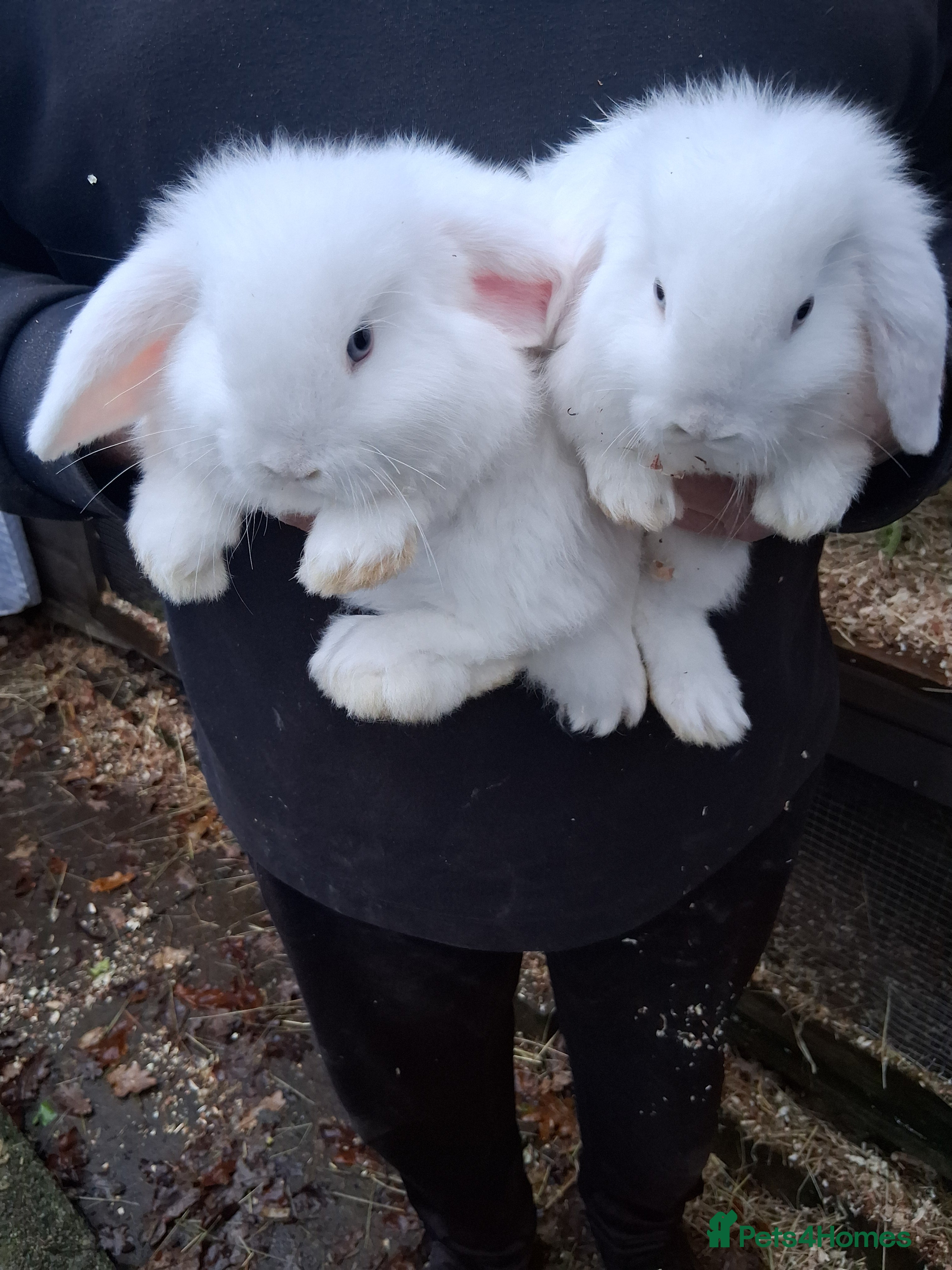 Mini Lop rabbits Mini lop baby rabbits - Advert 8