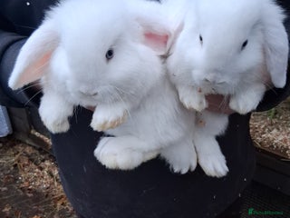 Mini Lop rabbits Mini lop baby rabbits - Advert 1