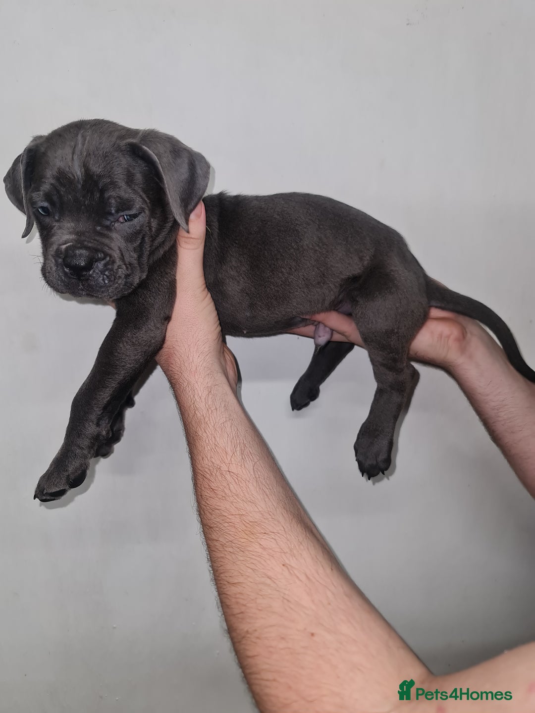 Cane Corso dogs for sale: Cane corso puppies ready to leave now - Image 27
