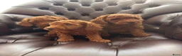 Miniature Poodle dogs for sale: Dark Fox Red Miniture Poodles For Sale  - Advert 4