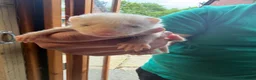 Ferret rodents for sale: Ferret Kits  in Manchester - Advert 5