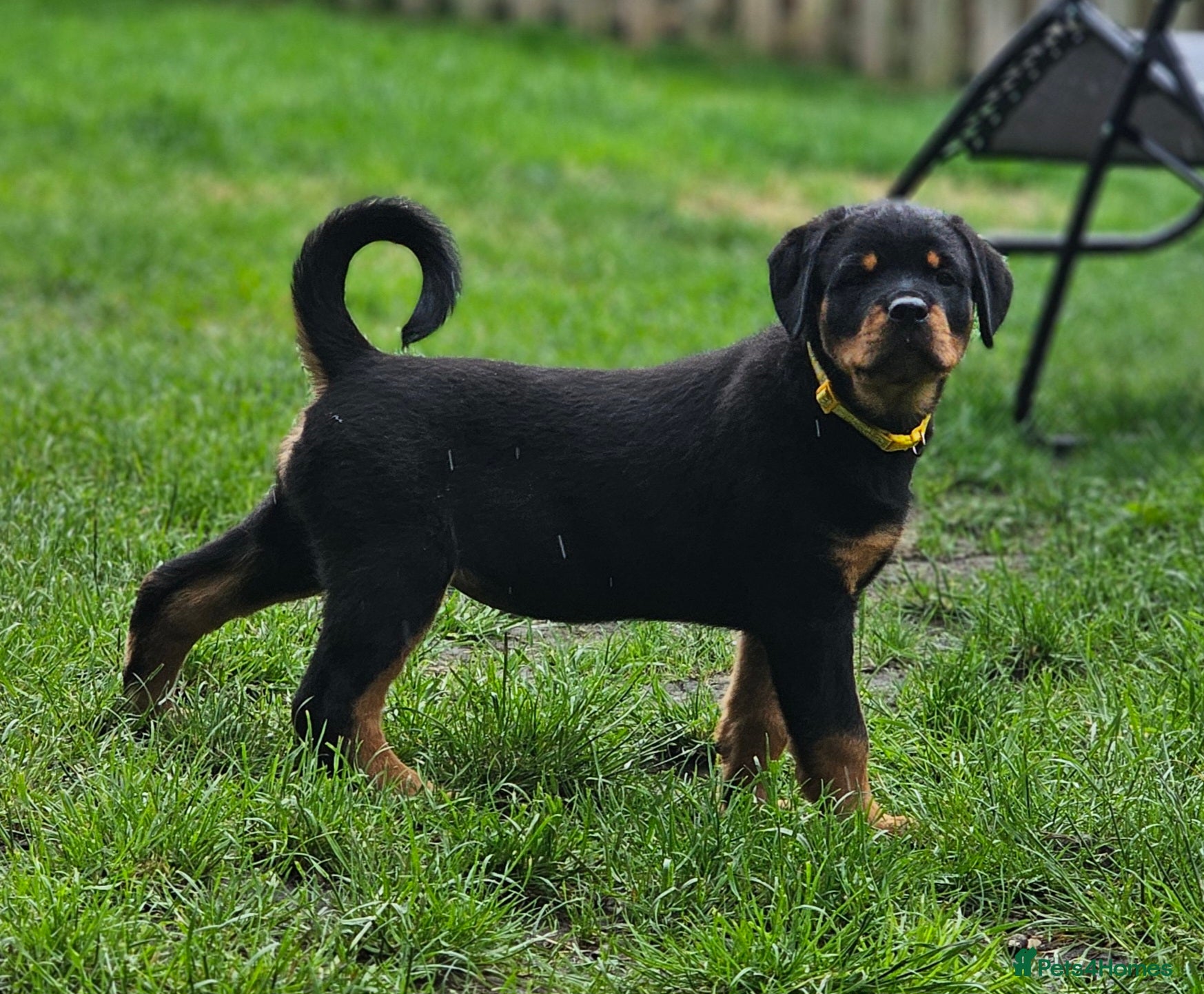 Rottweiler dogs Champion Bloodline German Rottweiler Puppies - Advert 1