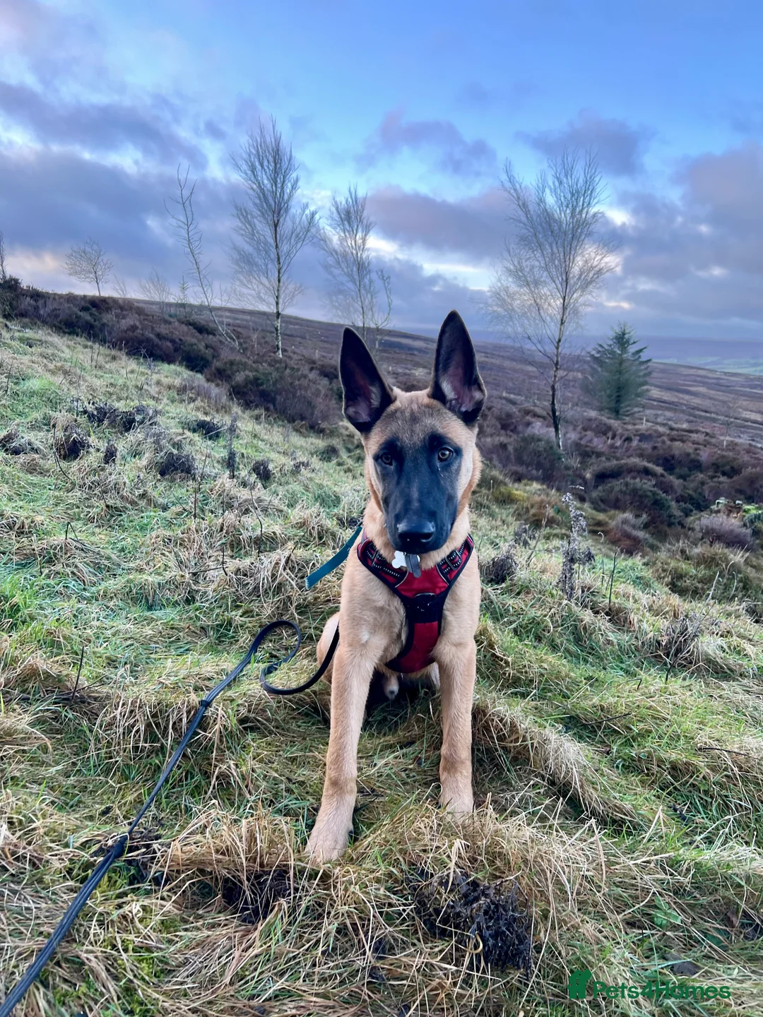 Belgian Shepherd Dog dogs for sale: Absolutely stunning 6 month old Belgium malinois - Advert 3