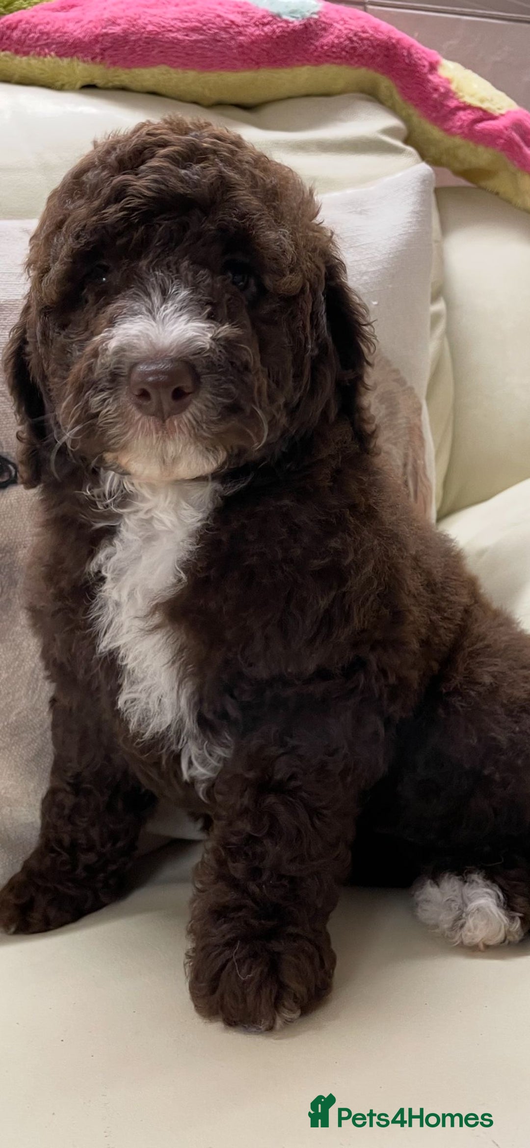 Cockapoo dogs for sale: Stunning Double Doodles  - Advert 5