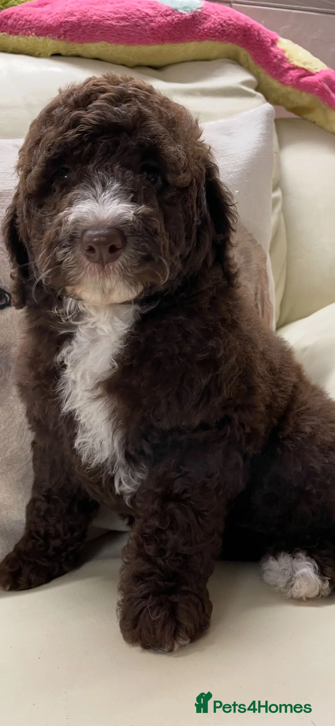 Cockapoo dogs for sale: Stunning Double Doodles  - Advert 5