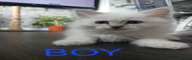 Ragdoll 5