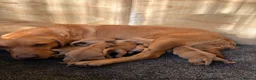 Labrador Retriever dogs for sale: Ready now Red Labrador puppies  - Advert 16