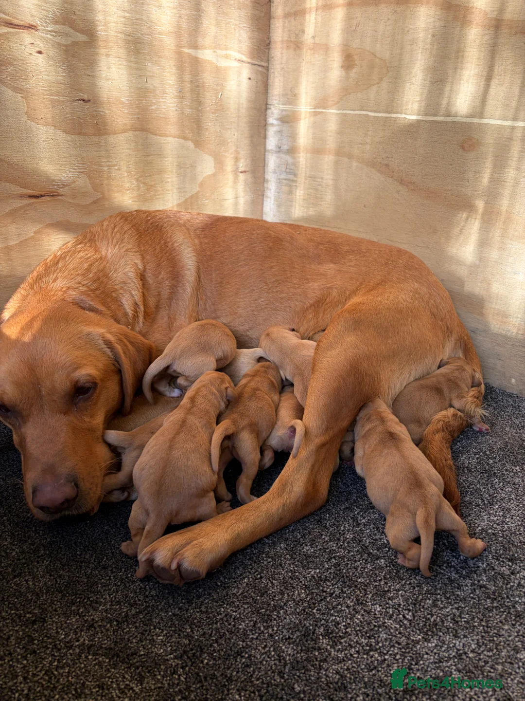 Labrador Retriever dogs for sale: Ready now Red Labrador puppies  - Advert 16