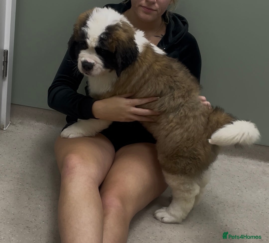 Saint Bernard dogs for sale: Saint Bernard puppies. Ready to leave  - Image 5