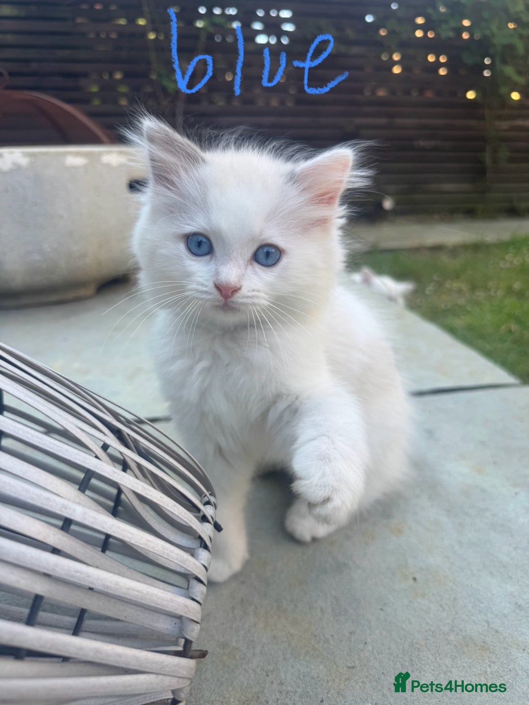 Ragdoll cats for sale: *REDUCED* ready to leave ragdoll kittens - Image 5