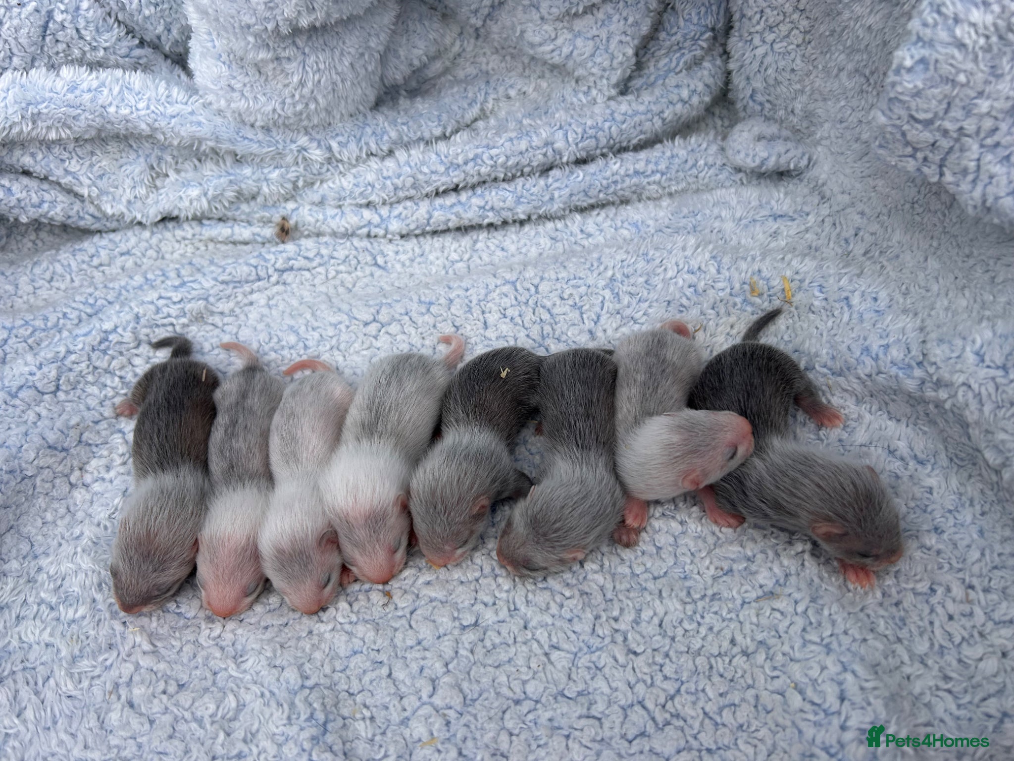 Ferret rodents for sale: Silver/marked semi angora ferrets.Ready in 4/5week - Advert 12