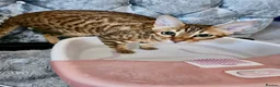 Bengal cats for sale: Cinnamon looking for a new home  - Advert 2