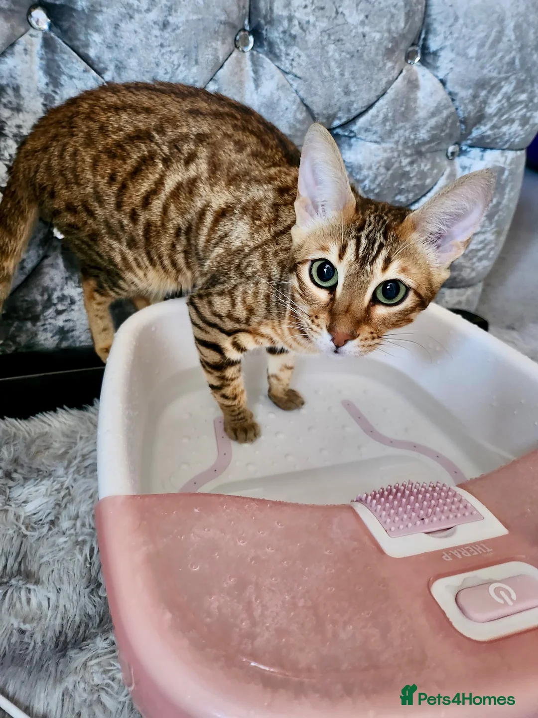 Bengal cats for sale: Cinnamon looking for a new home  - Advert 2