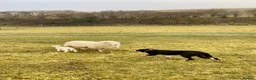 Border Collie dogs for stud: ISDS Reg Collie Stud - Advert 4