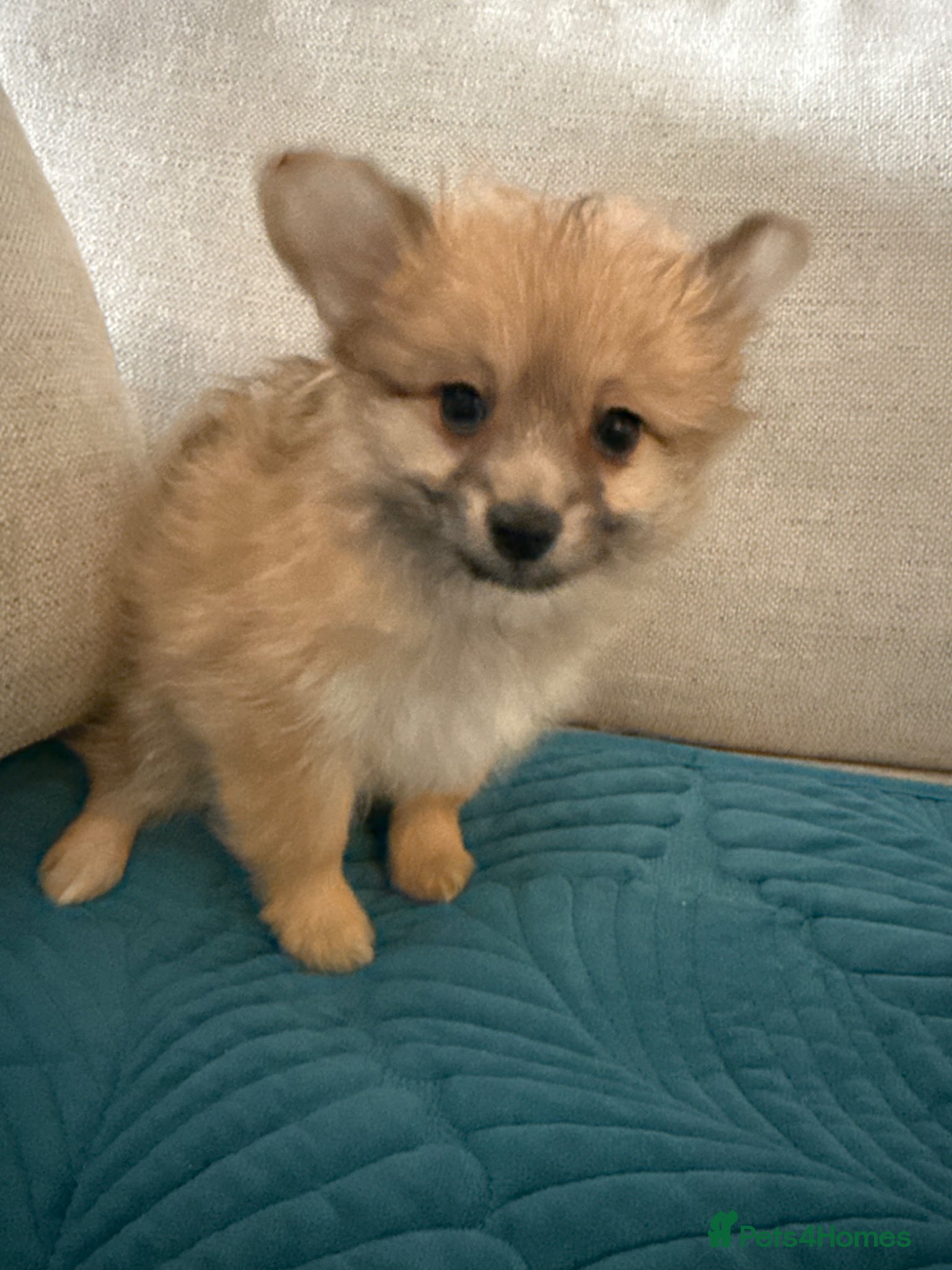 Mixed Breed dogs RARE-LAST BOY Shirarian champion lines  - Advert 1