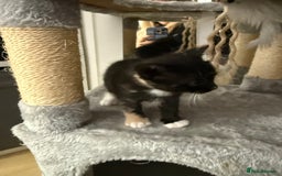 Domestic Shorthair cats for sale: Mixed kittens - Image 5