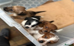 Jackapoo dogs for sale: Jackapoos puppies - Image 6
